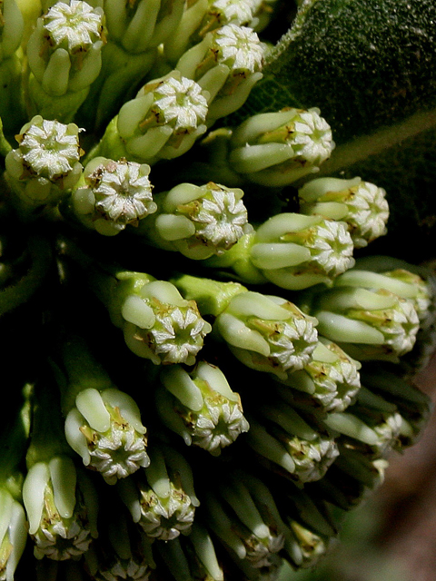 Asclepias viridiflora (Green comet milkweed) #31506