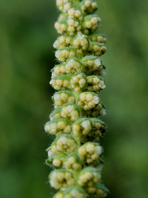 Ambrosia artemisiifolia (Annual ragweed) #31537