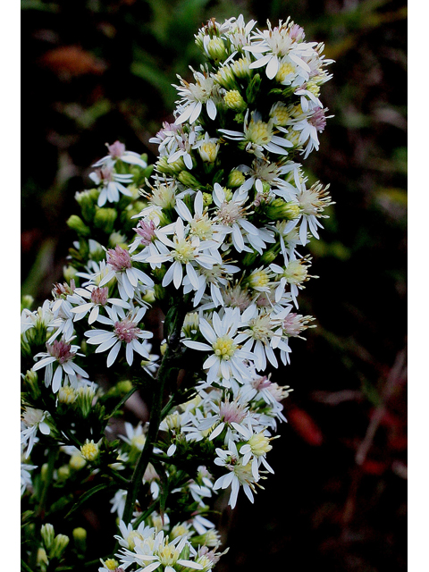 Symphyotrichum urophyllum (White arrowleaf aster) #31542