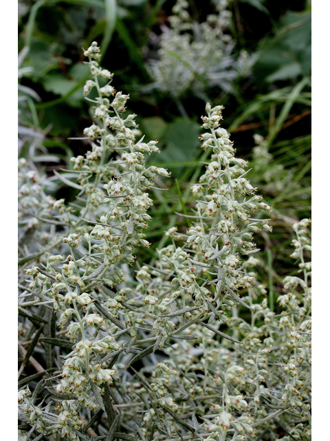 Artemisia ludoviciana (Louisiana artemisia) #31552