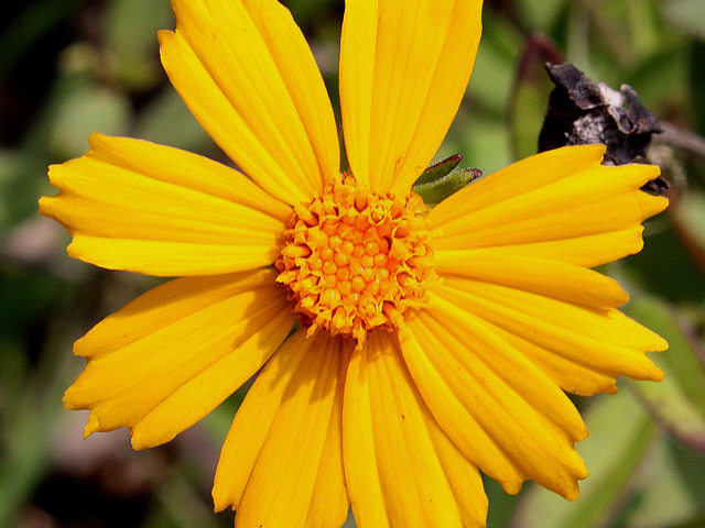 Coreopsis pubescens (Star tickseed) #31566