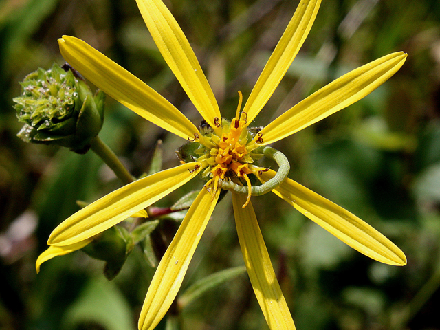 Silphium asteriscus (Starry rosinweed) #31569