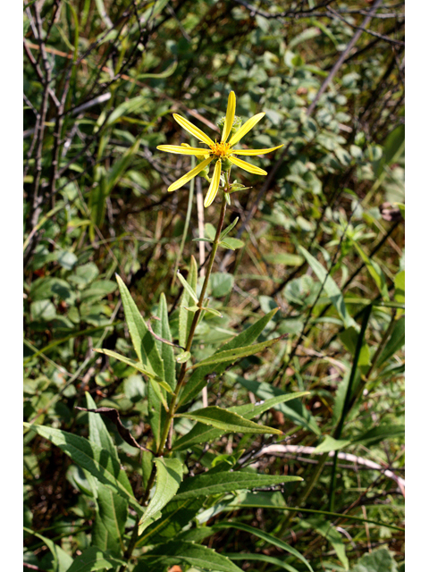 Silphium asteriscus (Starry rosinweed) #31570