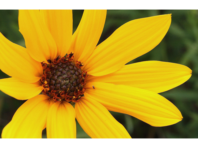 Helianthus pauciflorus (Stiff sunflower) #31578