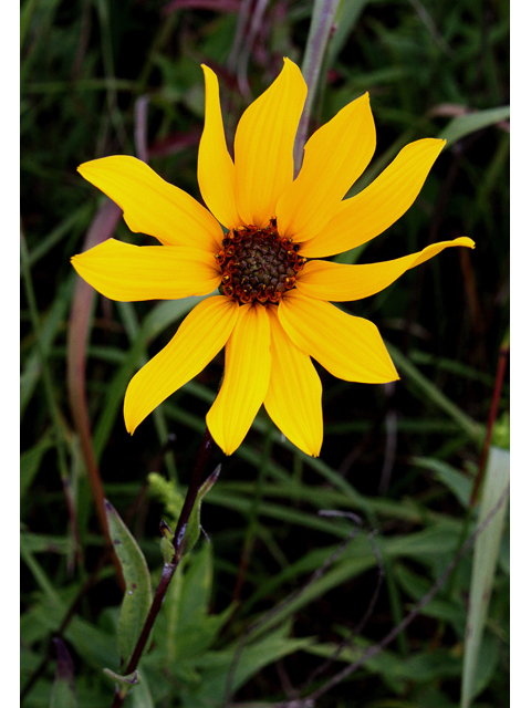 Helianthus pauciflorus (Stiff sunflower) #31579