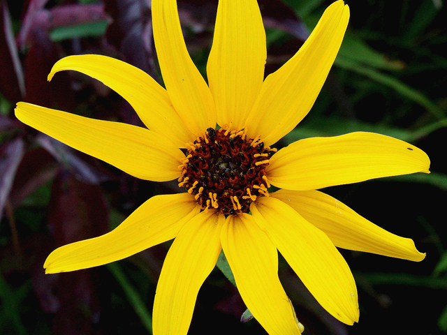 Helianthus pauciflorus (Stiff sunflower) #31582