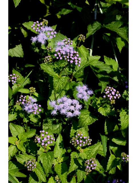 Conoclinium coelestinum (Blue mistflower) #31586