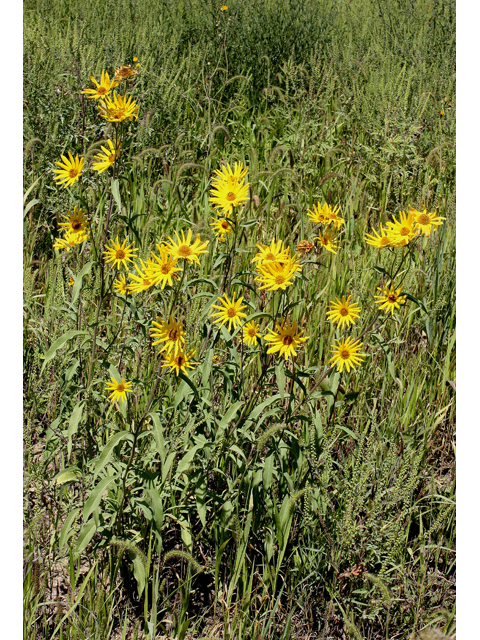 Helianthus pauciflorus ssp. pauciflorus (Stiff sunflower) #31590