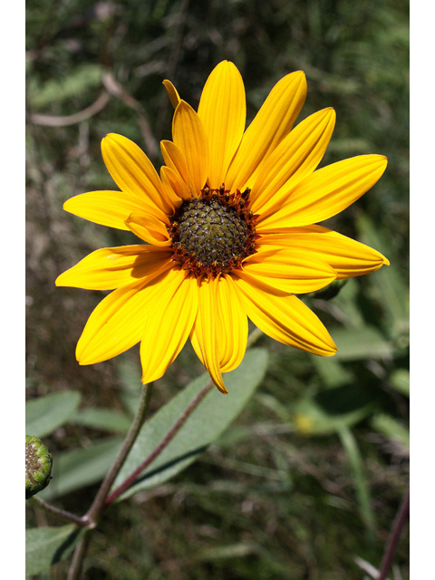 Helianthus laetiflorus (Cheerful sunflower) #31591