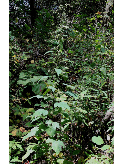 Prenanthes altissima (Tall rattlesnakeroot) #31612