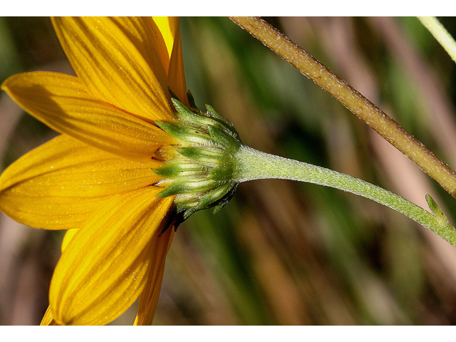 Helianthus occidentalis (Fewleaf sunflower) #31617