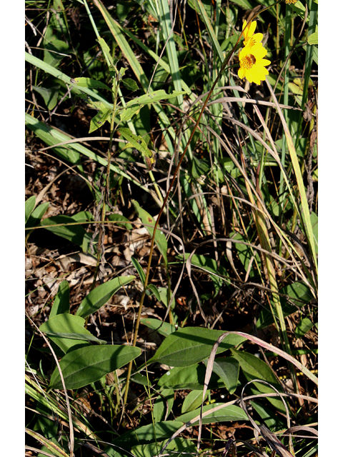 Helianthus occidentalis (Fewleaf sunflower) #31618