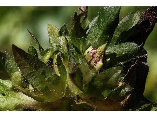 Ambrosia trifida (Great ragweed) #31634
