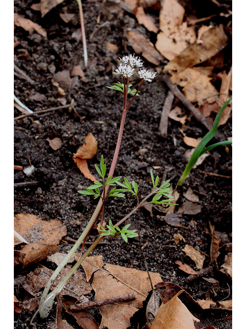 Erigenia bulbosa (Harbinger of spring) #31644