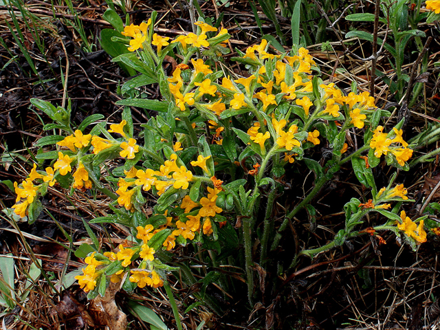 Lithospermum canescens (Hoary puccoon) #31655