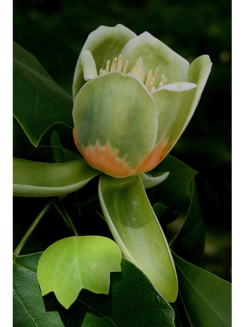 Liriodendron tulipifera (Tulip tree) #31681