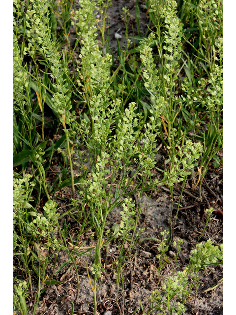 Lepidium virginicum (Virginia peppergrass) #31690