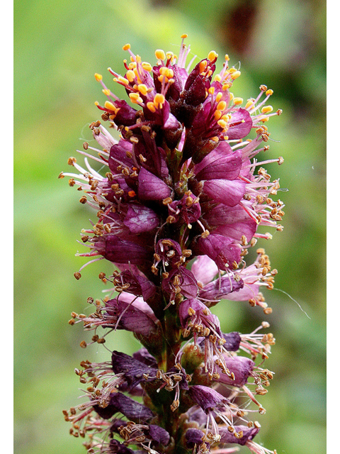 Amorpha fruticosa (Indigo bush) #31699