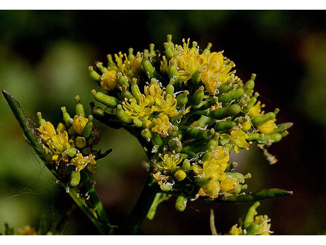 Rorippa palustris (Bog yellowcress) #31706