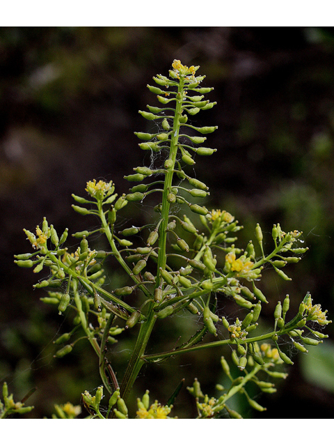 Rorippa palustris (Bog yellowcress) #31707
