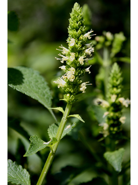 Agastache nepetoides (Yellow giant hyssop) #31724