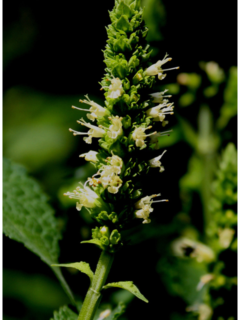 Agastache nepetoides (Yellow giant hyssop) #31725