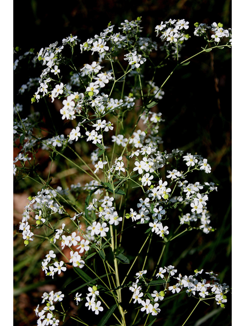 Euphorbia corollata (Flowering spurge) #31728