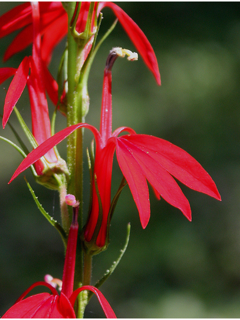 Lobelia cardinalis (Cardinal flower) #31730
