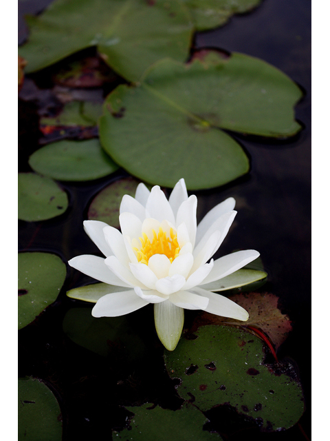 Nymphaea odorata (American white water-lily) #31734