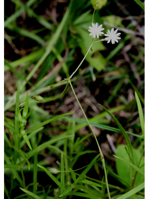 Stellaria longifolia (Longleaf starwort) #31735