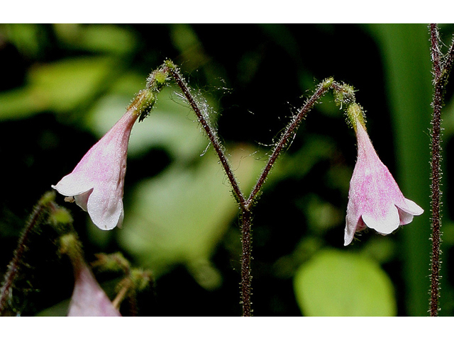 Linnaea borealis (Twinflower) #31746
