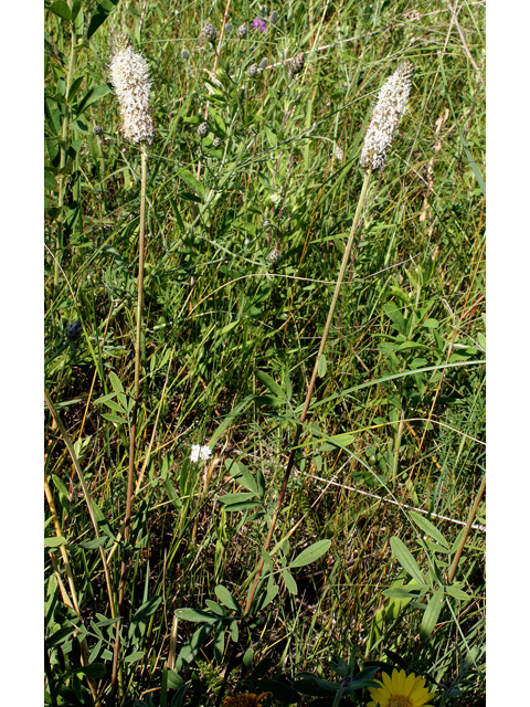 Dalea candida (White prairie clover) #31757