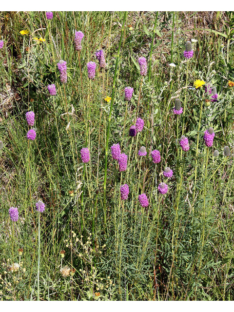 Dalea purpurea (Purple prairie clover) #31758