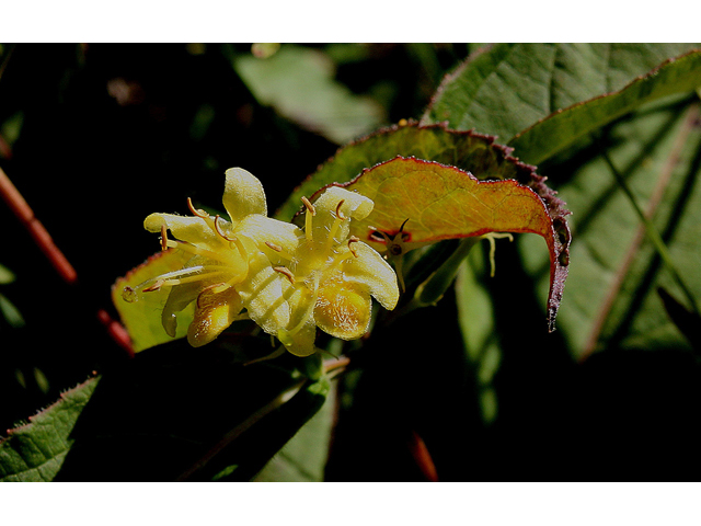 Diervilla lonicera (Northern bush honeysuckle) #31767