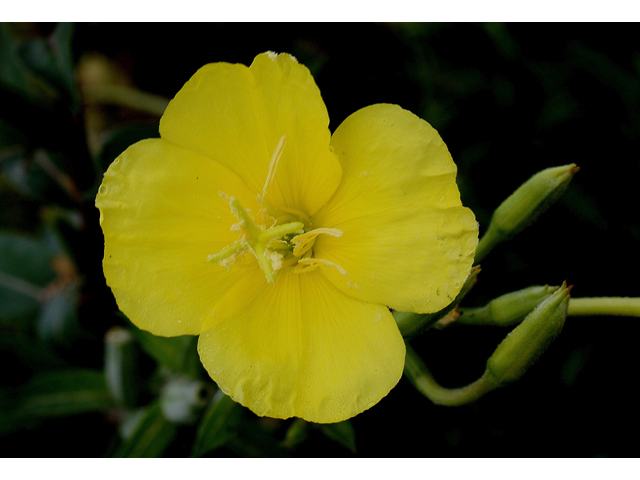 Oenothera biennis (Common evening-primrose) #31768