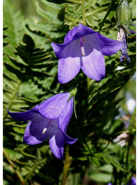 Campanula rotundifolia (Bluebell bellflower) #31770