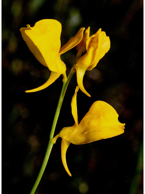 Utricularia cornuta (Horned bladderwort) #31771