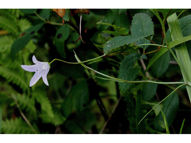 Campanula aparinoides (Marsh bellflower) #31792