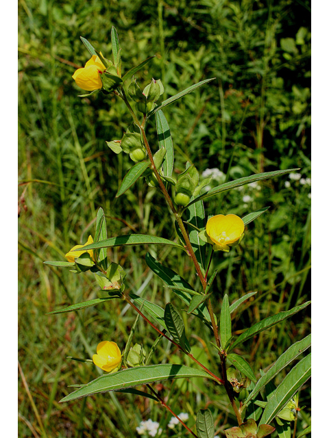 Ludwigia alternifolia (Seedbox) #31801