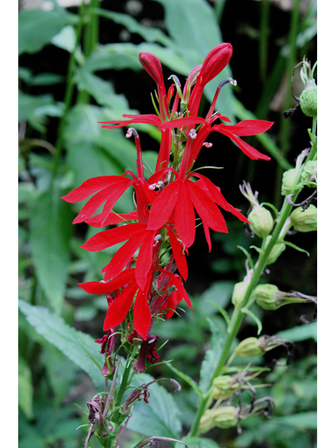 Lobelia cardinalis (Cardinal flower) #31807