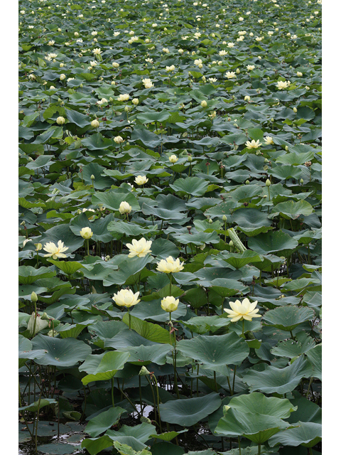 Nelumbo lutea (American lotus) #31823