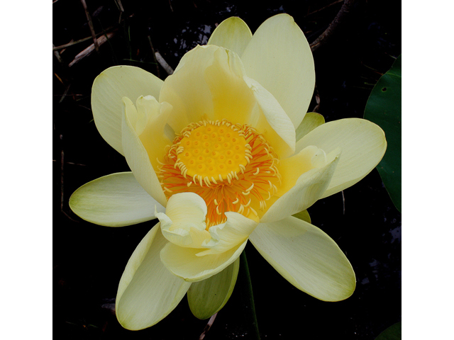 Nelumbo lutea (American lotus) #31824