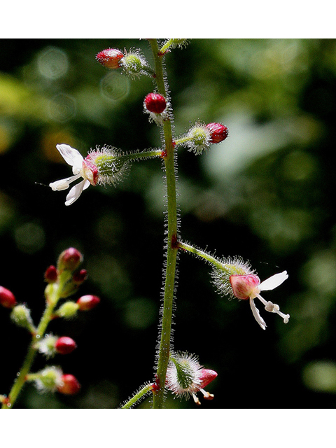 Circaea lutetiana ssp. canadensis (Broadleaf enchanter's nightshade) #31837