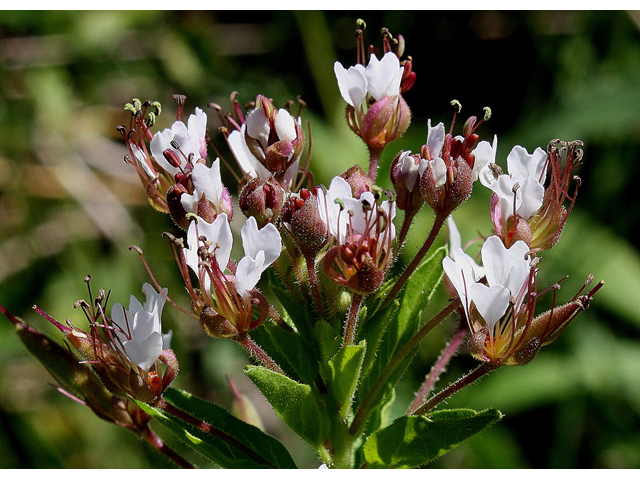 Polanisia dodecandra (Redwhisker clammyweed) #31841