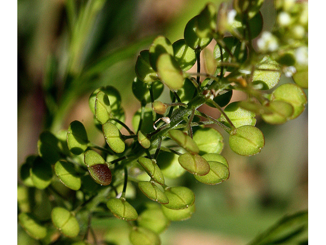 Lepidium virginicum (Virginia peppergrass) #31843