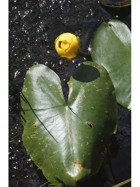 Nuphar lutea ssp. advena (Common spatterdock) #31845