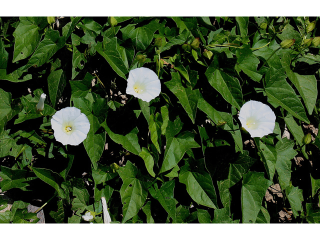 Calystegia silvatica ssp. fraterniflora (Shortstalk false bindweed) #31866