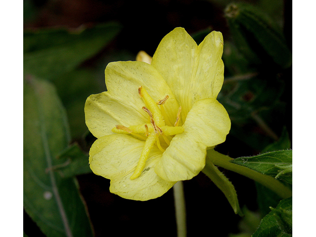 Oenothera parviflora (Northern evening-primrose) #31868