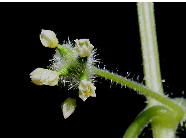 Sicyos angulatus (One-seed burr cucumber) #31874