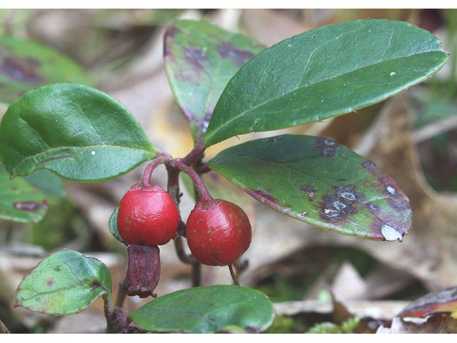 Gaultheria procumbens (Eastern teaberry) #31887